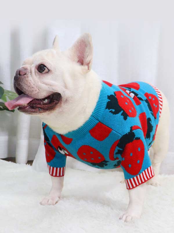 New autumn and winter dog clothes bulldog sweater strawberry cartoon short body fat dog method fighting autumn sweater 107-222041 www.cattoyfactory.com